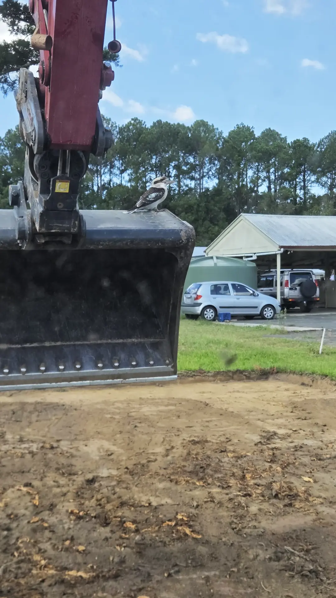 Kookaburra sitting on the old excavator!